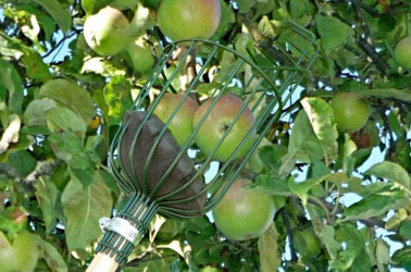 146cm Long Fruit Tree Picker Tool