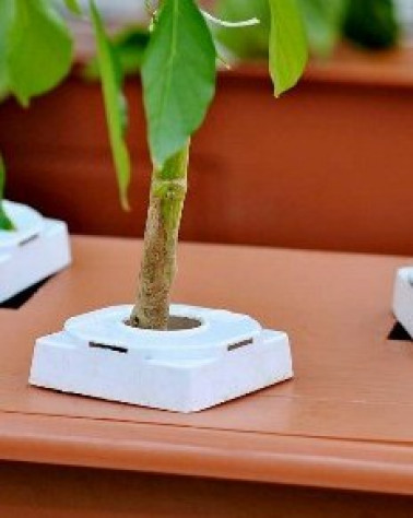 5x Hydrogrow NFT Cube Caps