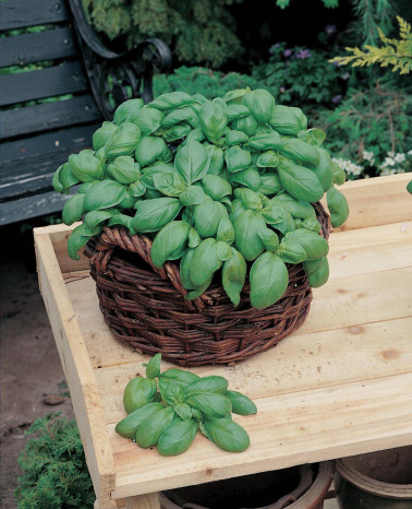 Herb Seeds -  Basil Sweet Genovese