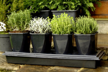 2x Herb Planters - Special Price