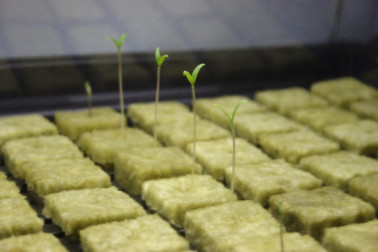 Rockwool Propagation cubes