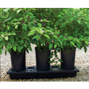 Chilligrow Planter - Best Seller