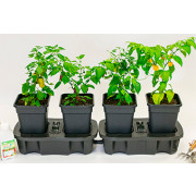 Quadgrow Self-Watering Planter - Best Seller