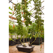 Vivigrow Hydroponic Planter (Grow in Water)