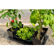 Quadgrow-Plus