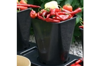 1x 6 litre pot for chilligrow planter