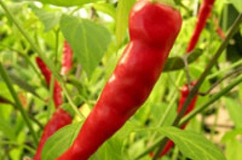 Chilli Seed Collection