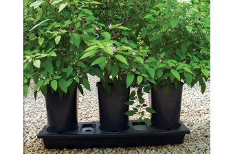 Chilligrow Planter - Best Seller