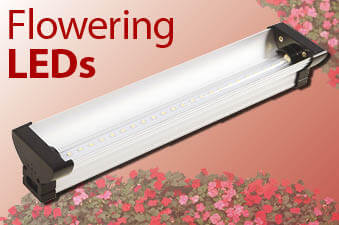 LED Lights - Flowering