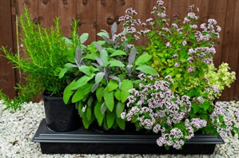 Self-Watering Herb Planter - Add Water Every 2 Weeks