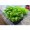 Quadgrow Root Veg Planter
