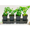 Quadgrow Self-Watering Planter - Best Seller