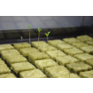 Rockwool Propagation Cubes