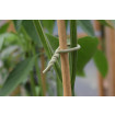 Soft-Tie plant tie 