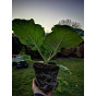 AirRAP Root Aeration Pots & Saucers