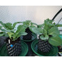 AirRAP Root Aeration Pots & Saucers