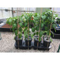 Quadgrow Mulch Cap & Cane Support Kit