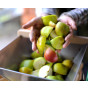 Value Apple & Pear Crusher - Fruit Juice & Cider Making Kit