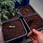 Quadgrow Root Veg Planter
