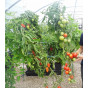Check out these bumper tomato plants grown in our Quadgrow! 
