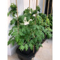 Quadgrow Mulch Cap & Cane Support Kit 