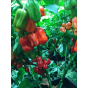 Quadgrow Self Watering Planter 