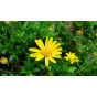 Bird Mix Seed Tin