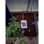 Quadgrow Root Veg Planter