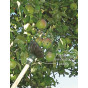 146cm Long Fruit Tree Picker Tool