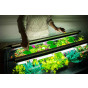 Geopod Heated Propagator with 90cm Propagation Light