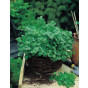 Herb Seeds - Coriander Cilantro