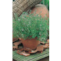 Herb Seeds - Thyme