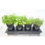 Herbgrow  - Herb Planter
