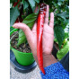 Duogrow Planter Bumper Chilli Harvests