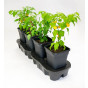 Quadgrow Self Watering Planter