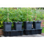 Quadgrow Self Watering Planter 