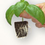 Root Riot Cubes - 24 Pack