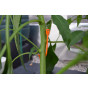 YoYo Plant Supports