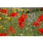 Bird Mix Seed Tin