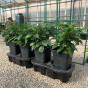Quadgrow Self Watering Planter 
