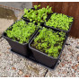 Quadgrow Root Veg Planter