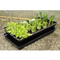 Large Salad & Veg Planter