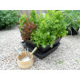 Standard Salad & Veg Planter