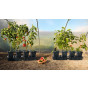 Set of 2 Quadgrows (for 8 plants) 