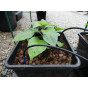 Solar Quadgrow Conversion Kit