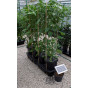 Solar Quadgrow Conversion Kit