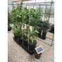 Solar Quadgrow Conversion Kit