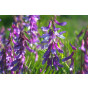 Bird Mix Seed Tin