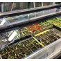 Vitopod Heated Propagator